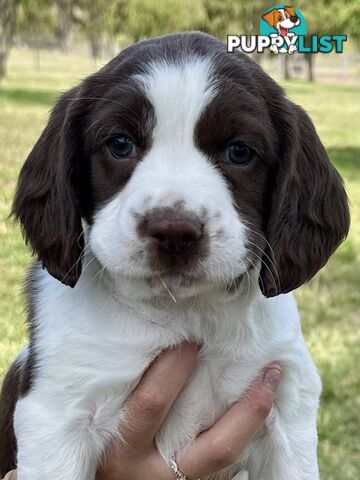 English Springer Spaniel