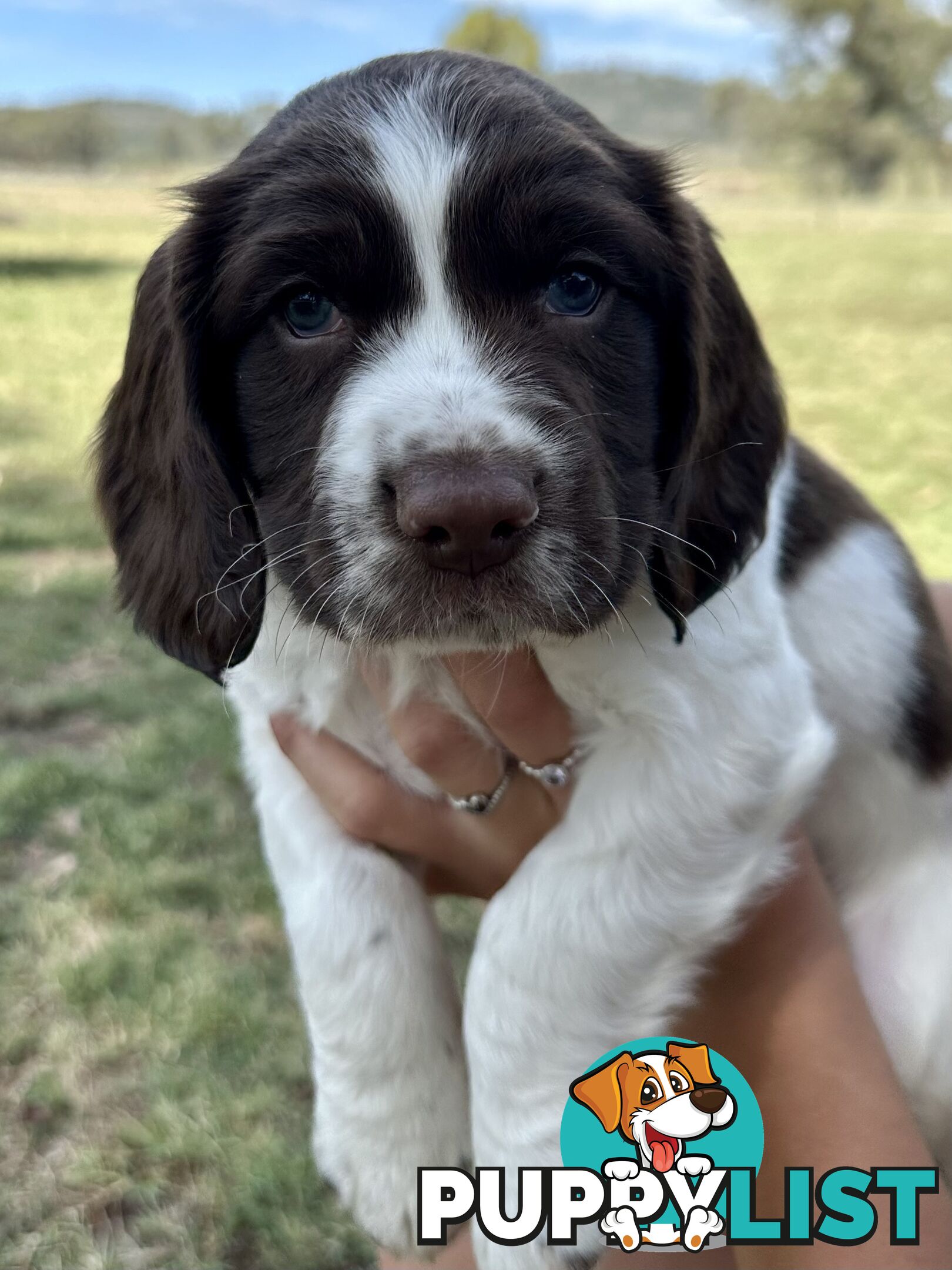 English Springer Spaniel