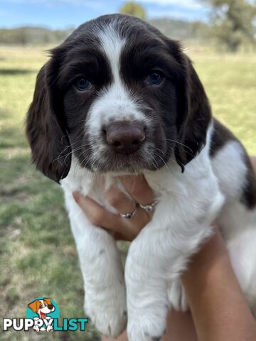 English Springer Spaniel