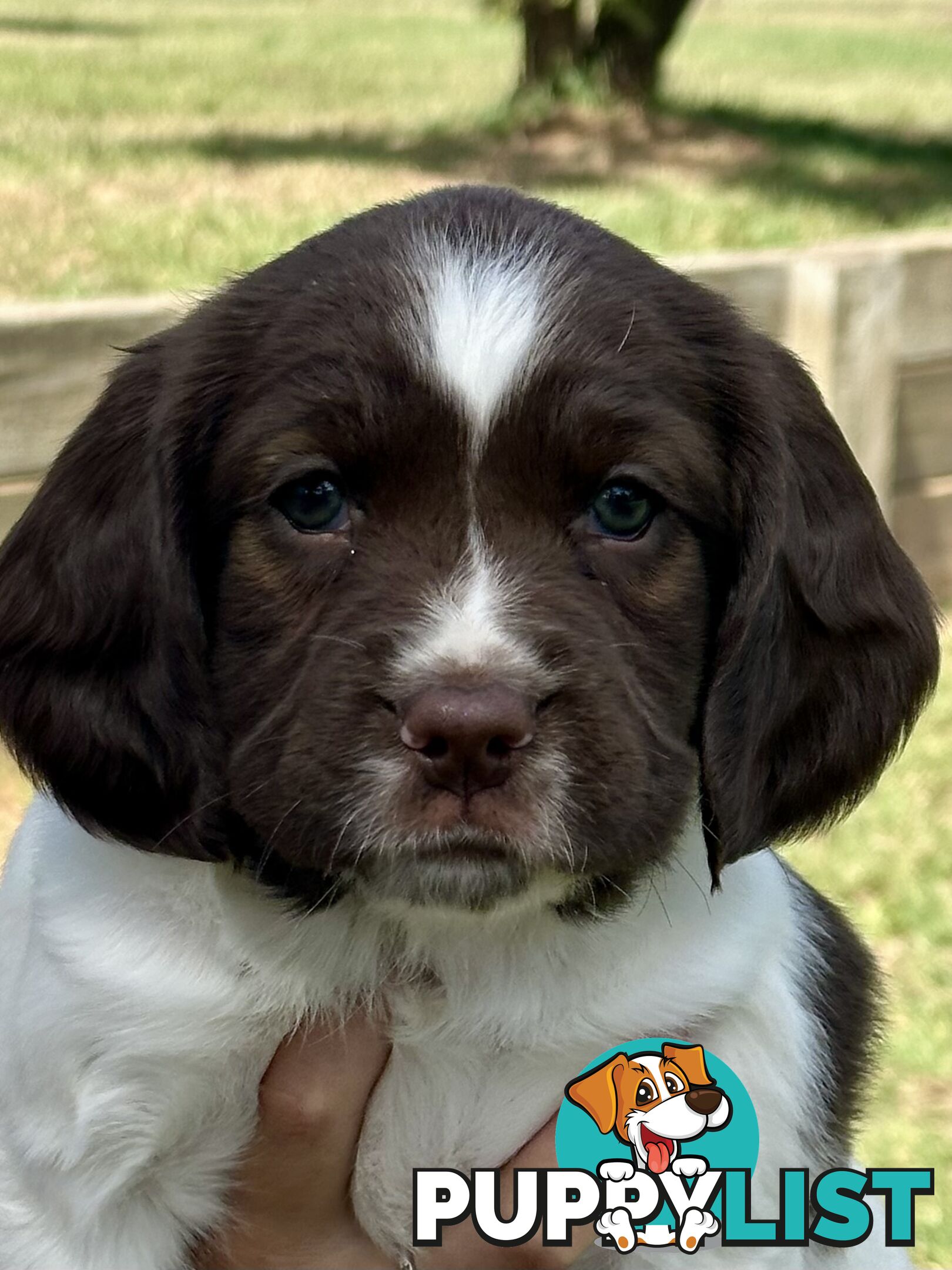 English Springer Spaniel