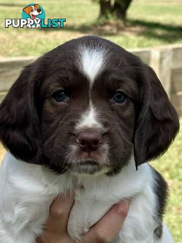 English Springer Spaniel