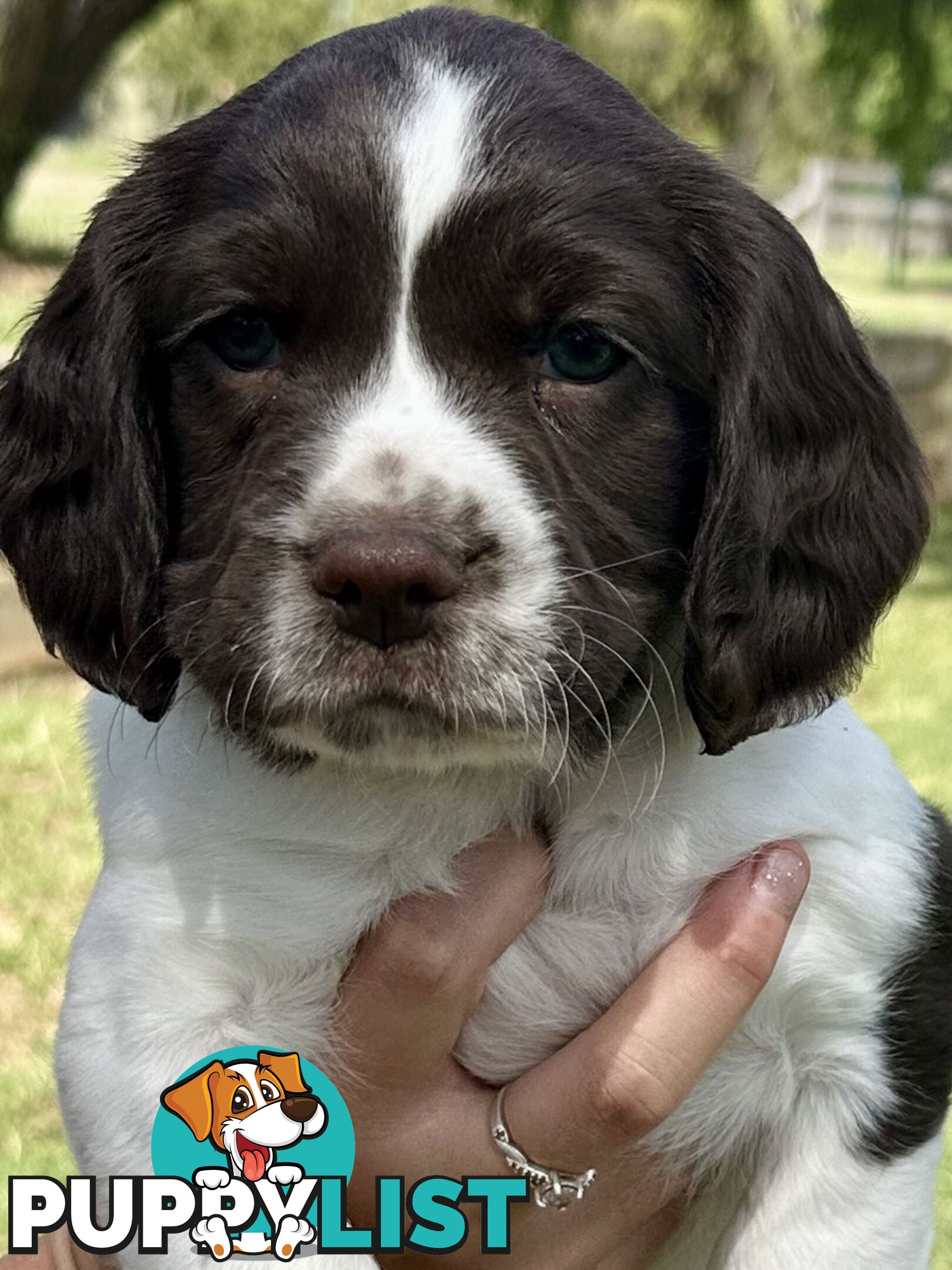 English Springer Spaniel