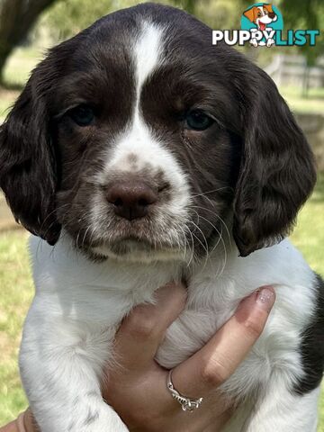 English Springer Spaniel