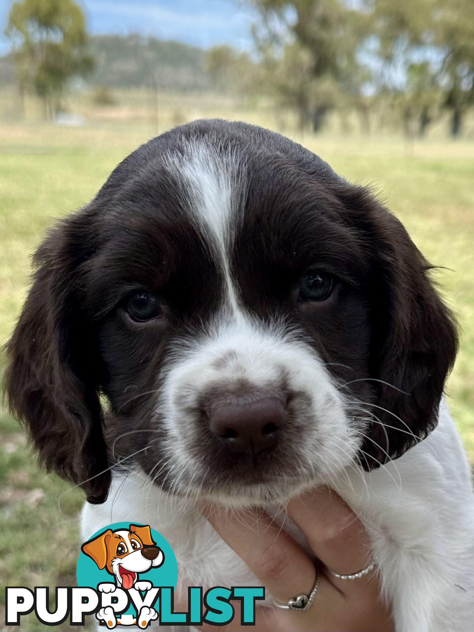 English Springer Spaniel