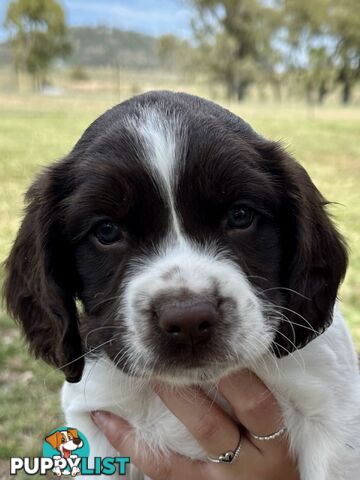 English Springer Spaniel