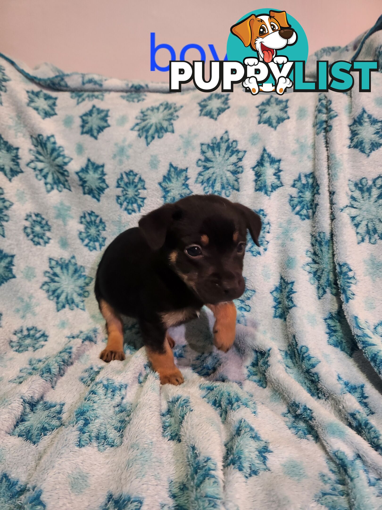 Puppies chihuahua x Kelpie