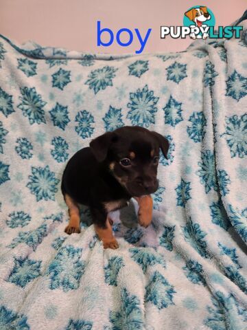 Puppies chihuahua x Kelpie