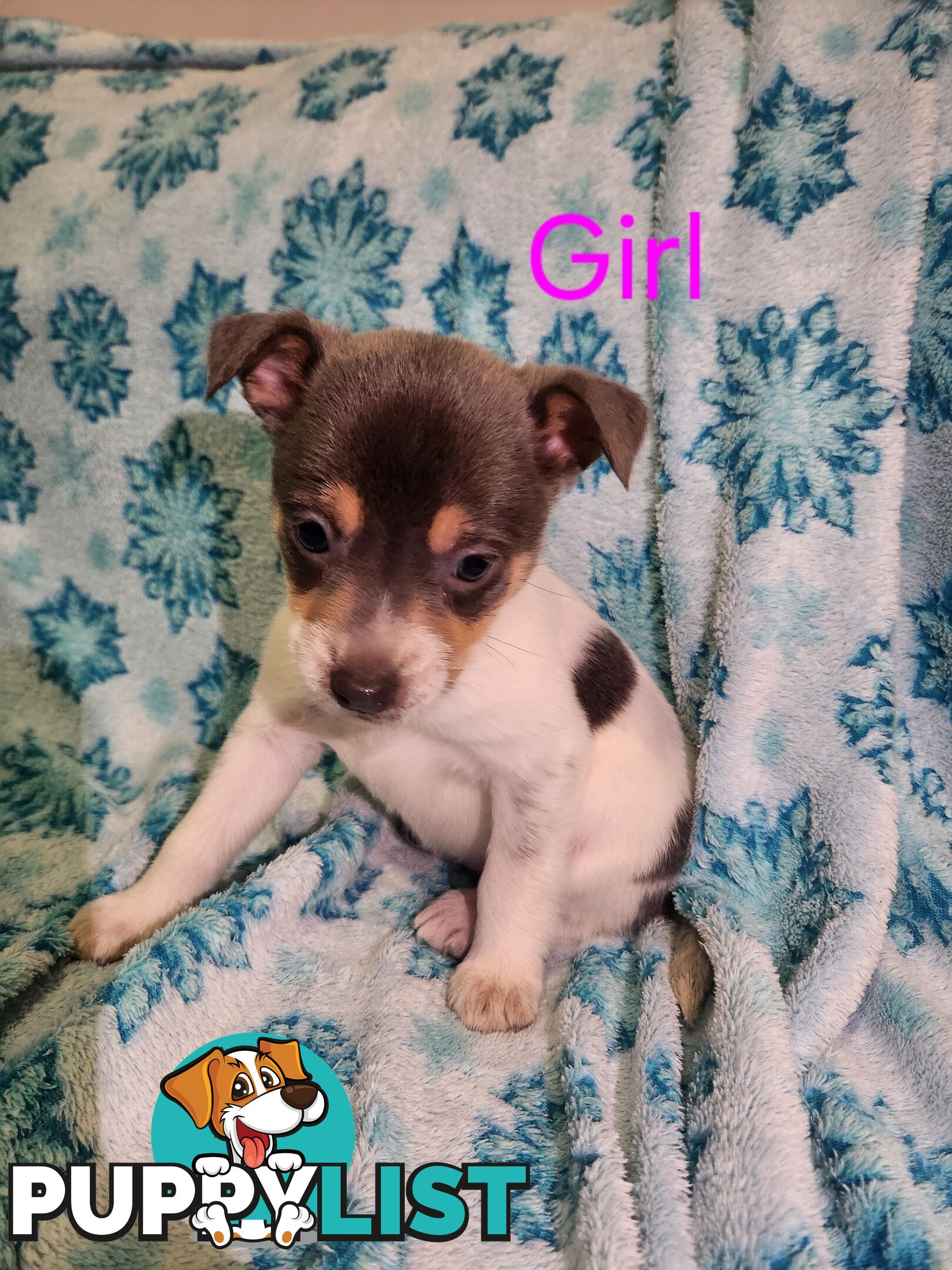 Puppies chihuahua x Kelpie
