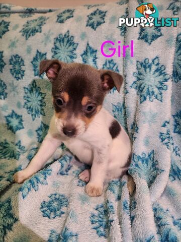 Puppies chihuahua x Kelpie