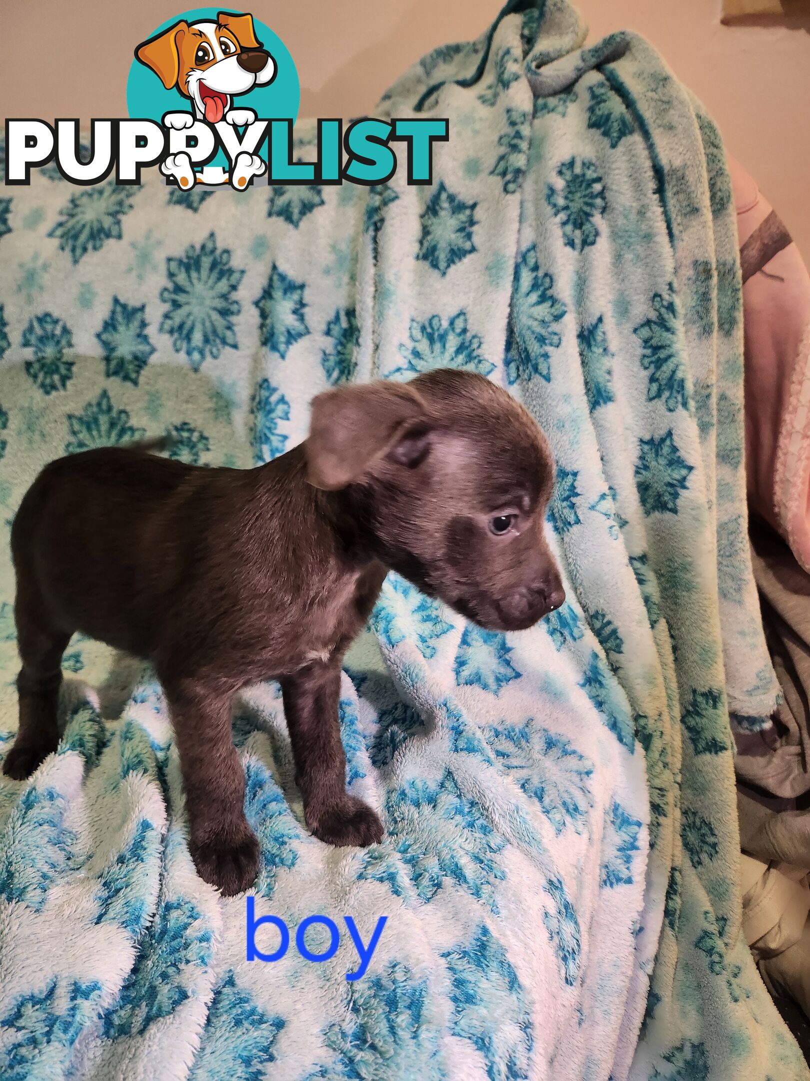 Puppies chihuahua x Kelpie