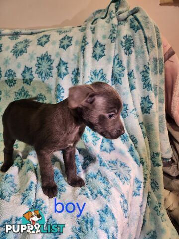 Puppies chihuahua x Kelpie
