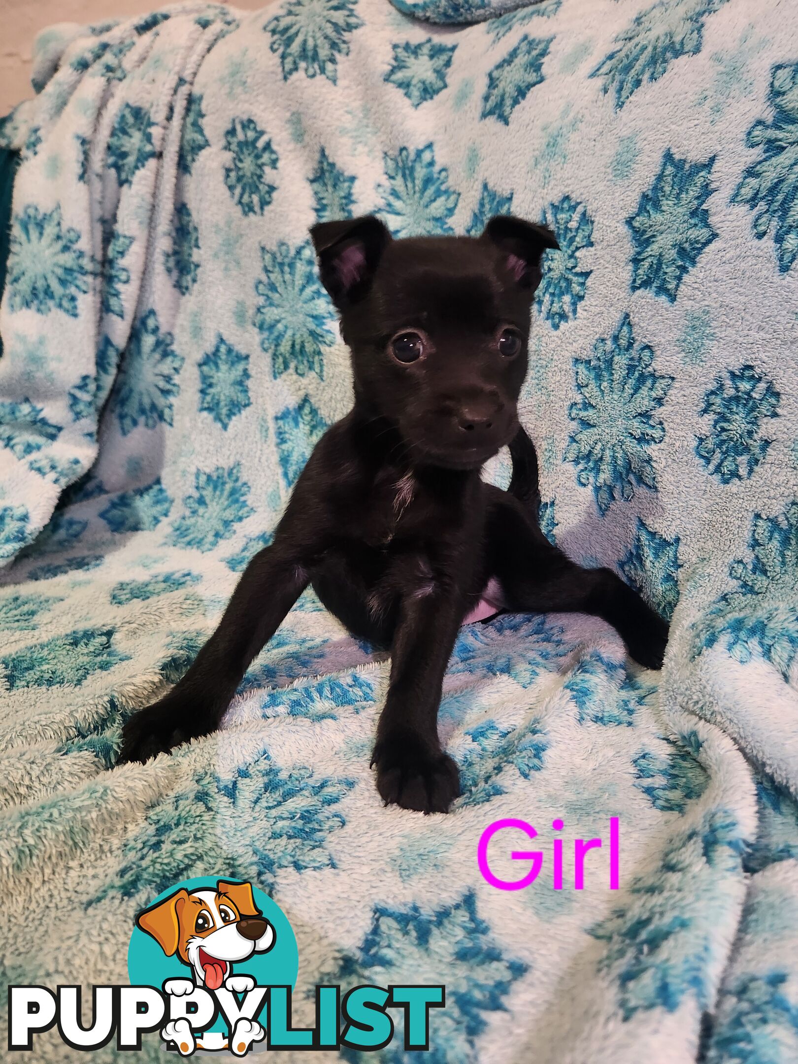 Puppies chihuahua x Kelpie
