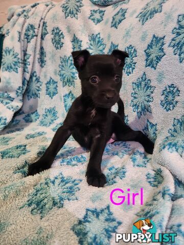 Puppies chihuahua x Kelpie