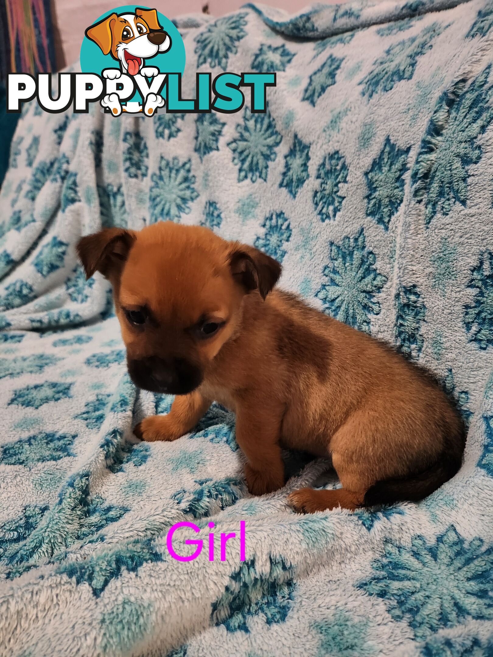Puppies chihuahua x Kelpie
