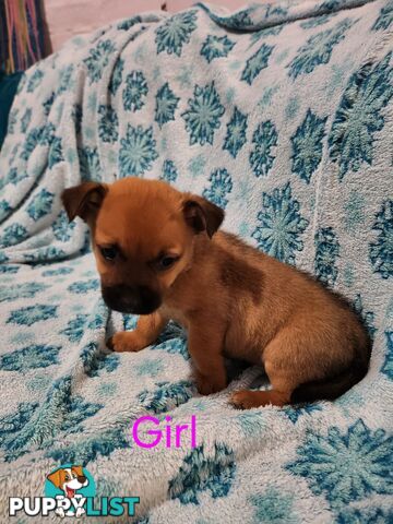 Puppies chihuahua x Kelpie