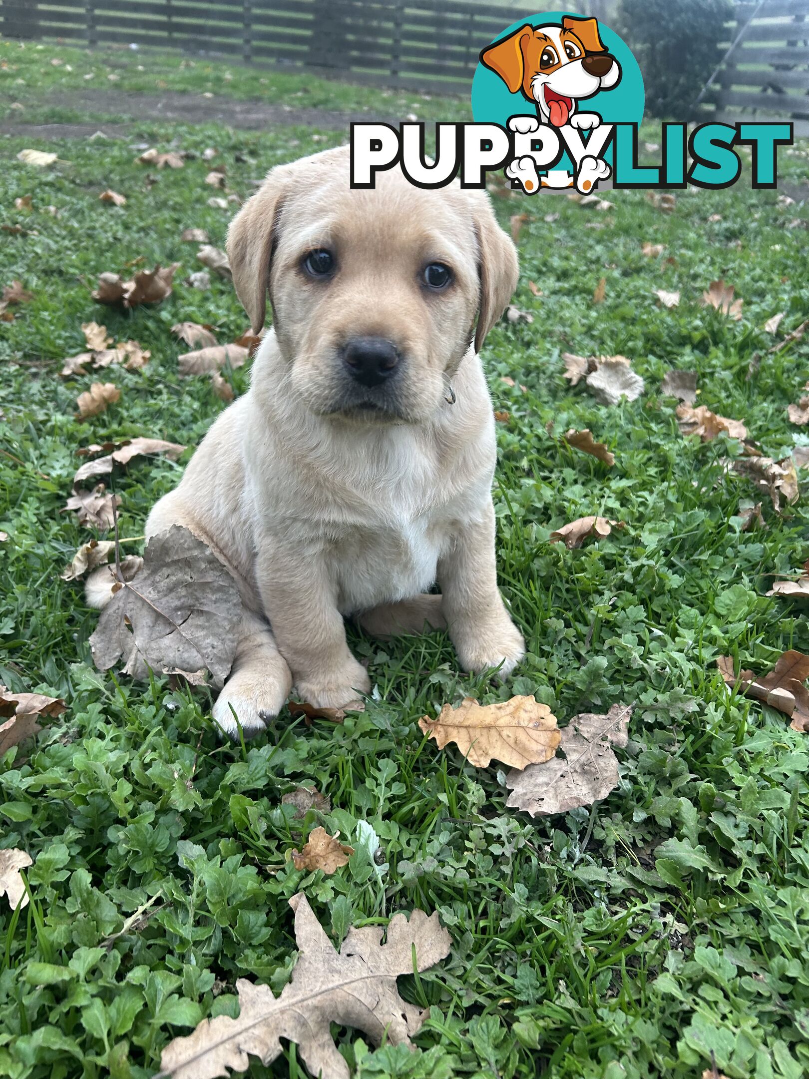 Labrador Puppies - Purebred