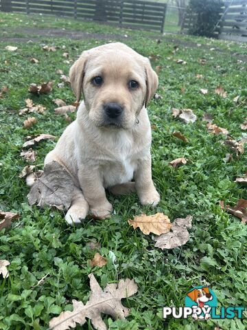 Labrador Puppies - Purebred