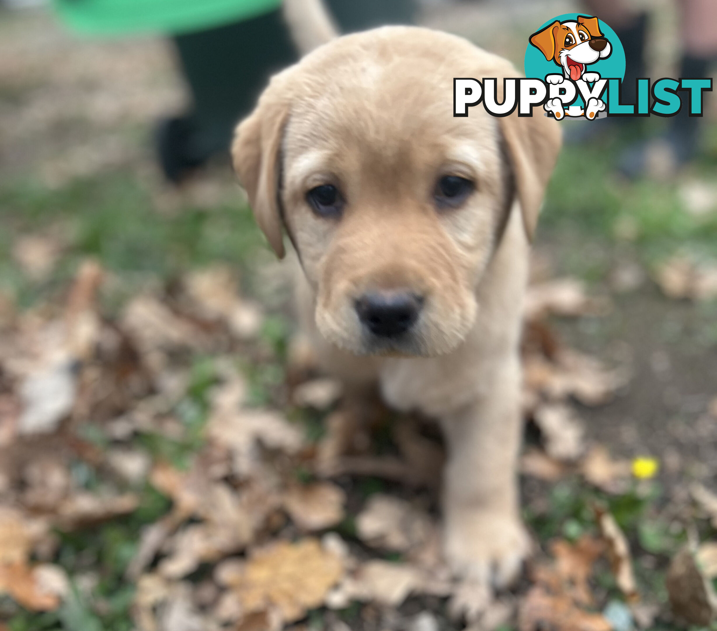Labrador Puppies - Purebred