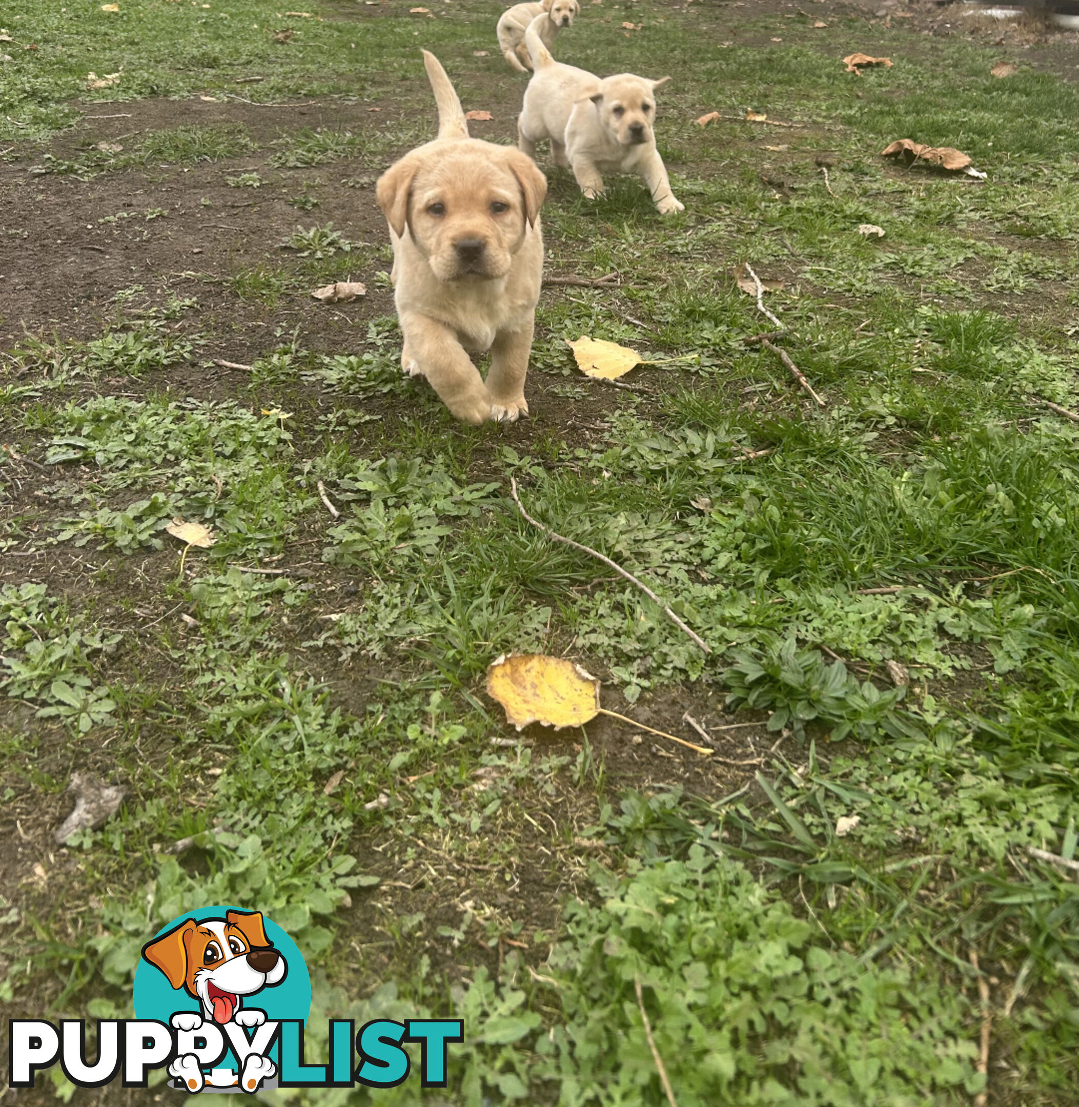 Labrador Puppies - Purebred