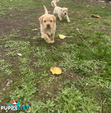 Labrador Puppies - Purebred