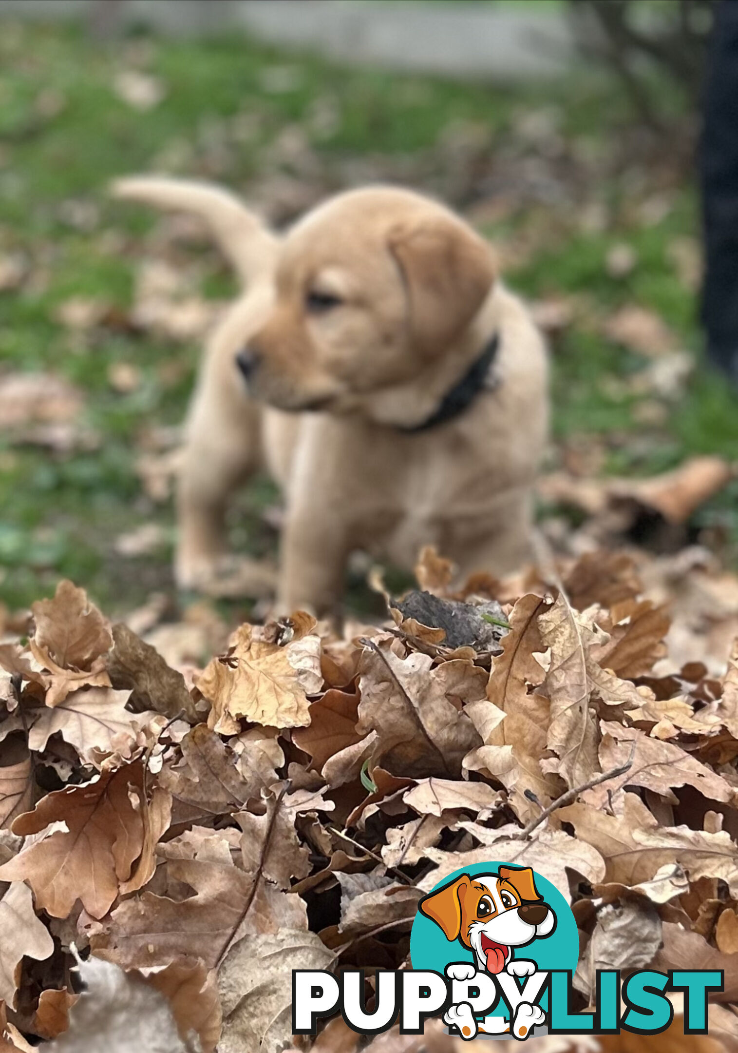 Labrador Puppies - Purebred