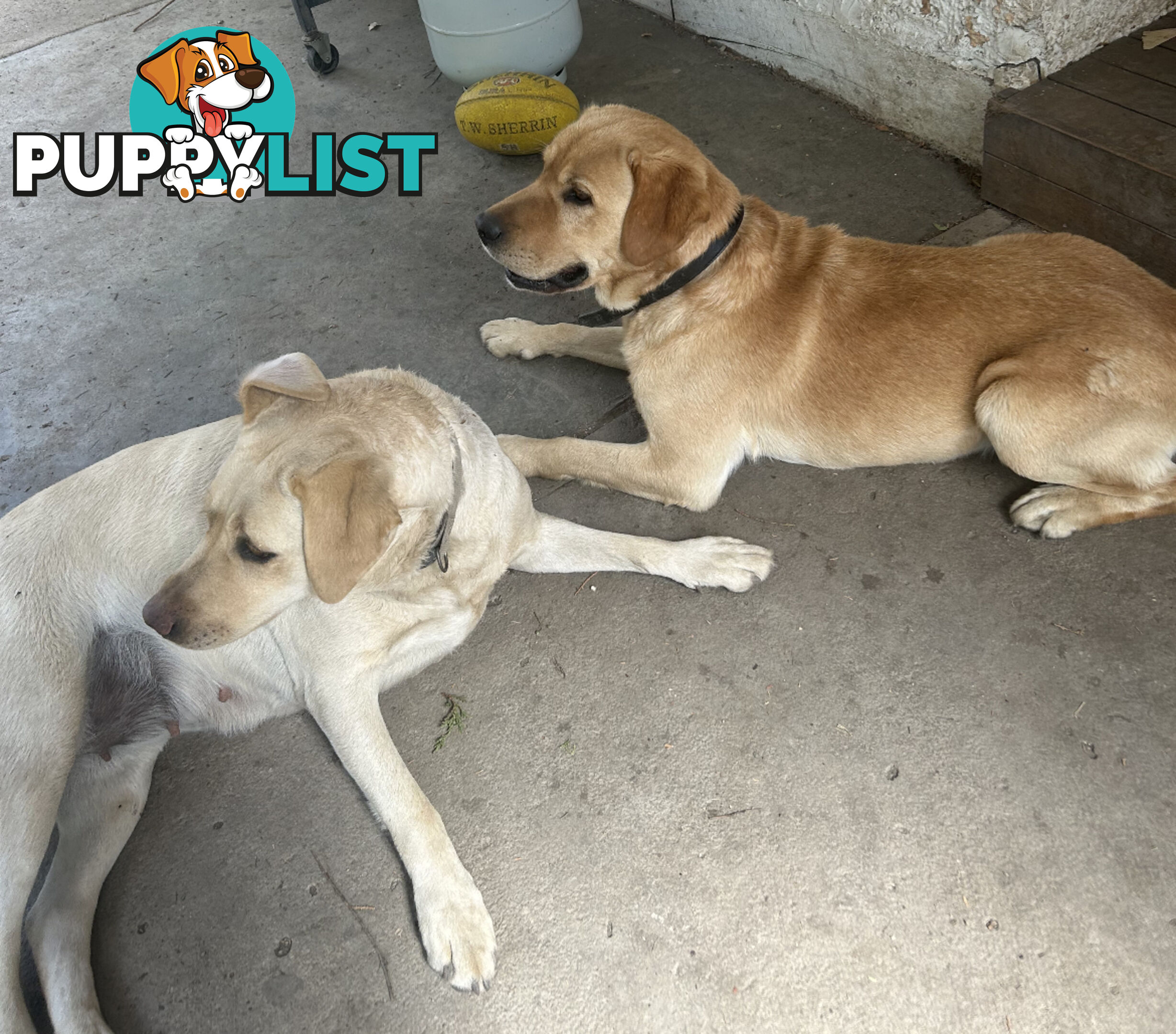 Labrador Puppies - Purebred