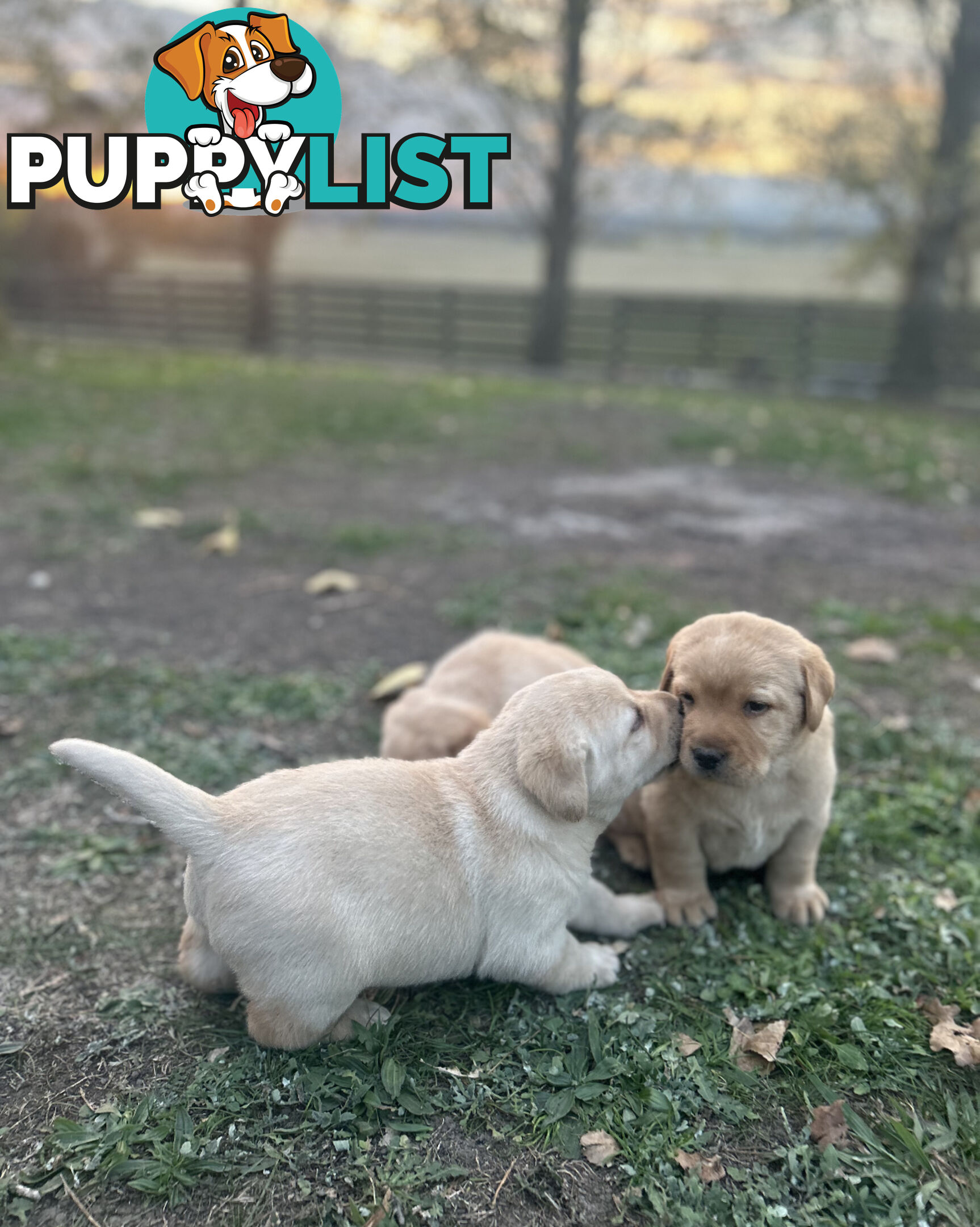 Labrador Puppies - Purebred