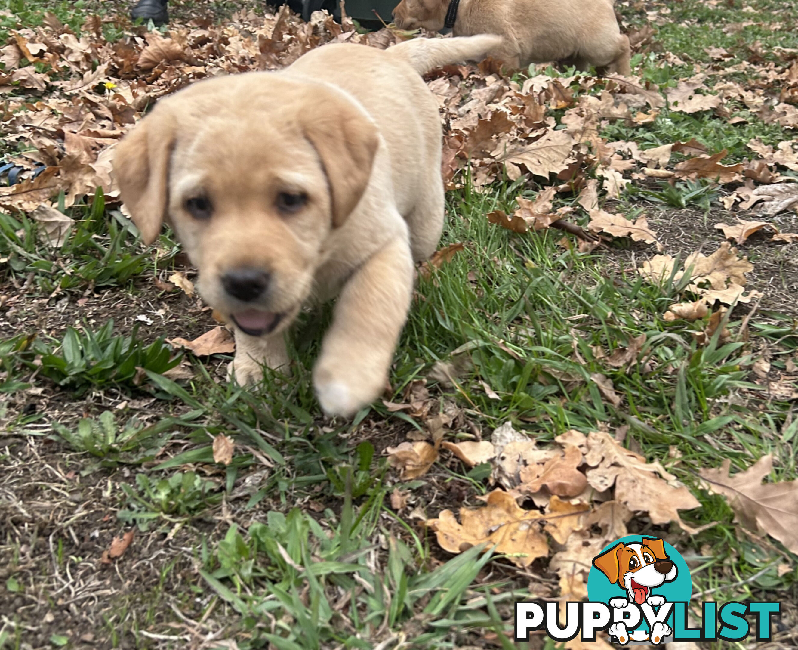Labrador Puppies - Purebred
