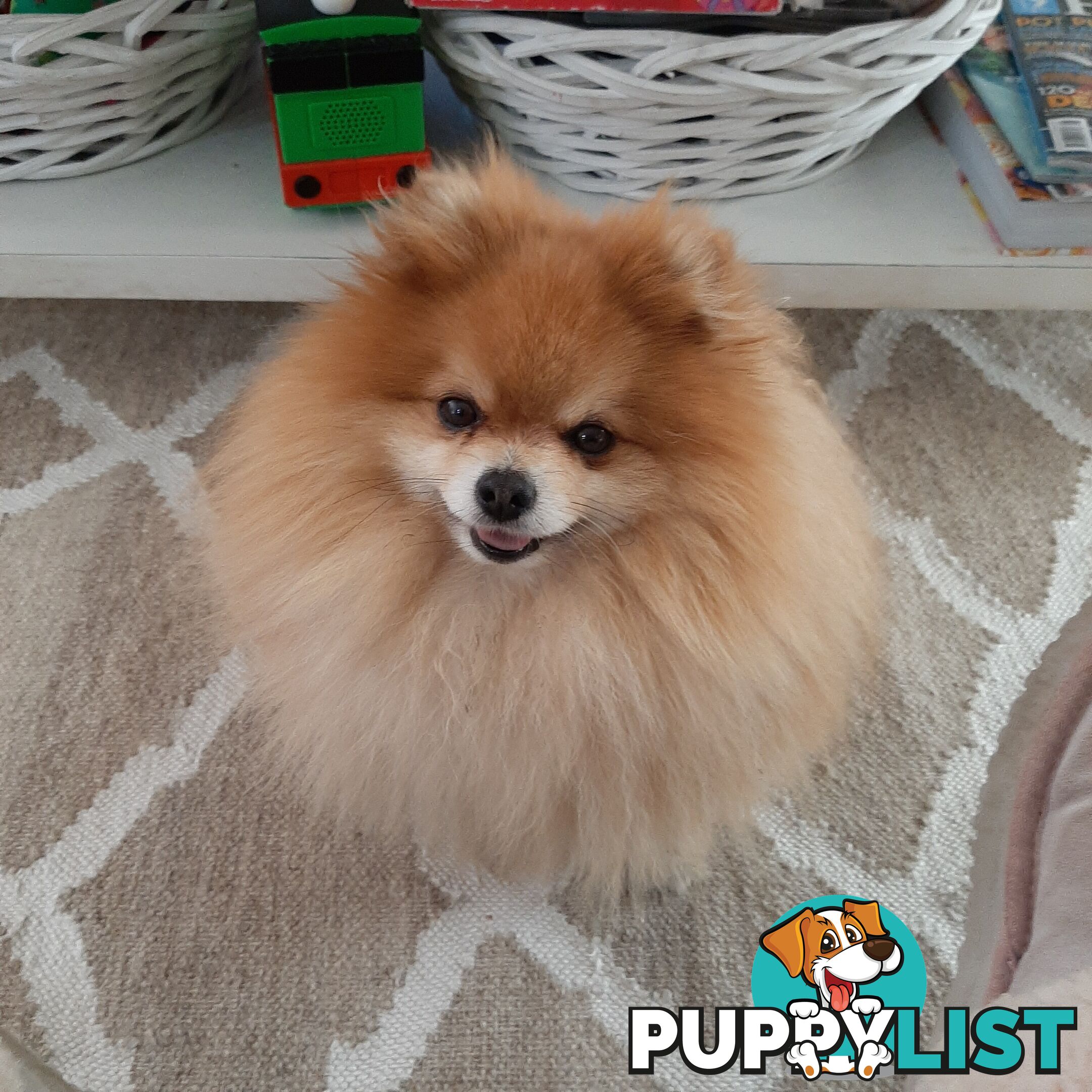 Pomeranian Pure Breed Male Stud. D.N.A proof provided and no genetic faults. Tiny.