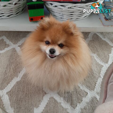 Pomeranian Pure Breed Male Stud. D.N.A proof provided and no genetic faults. Tiny.