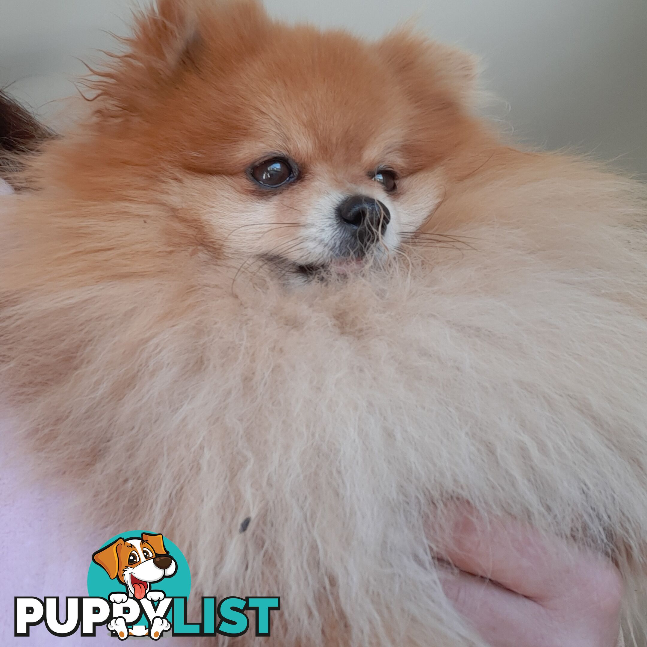 Pomeranian Pure Breed Male Stud. D.N.A proof provided and no genetic faults. Tiny.