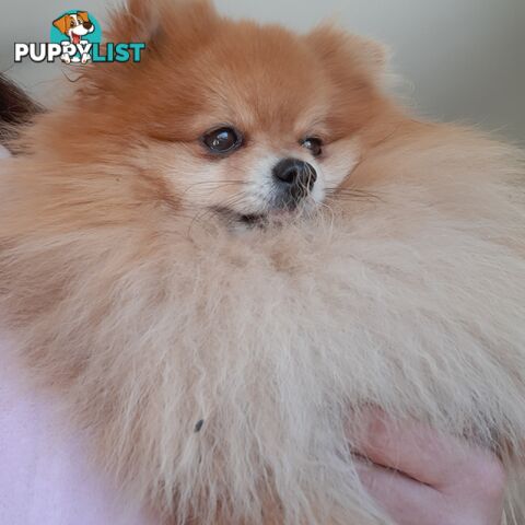 Pomeranian Pure Breed Male Stud. D.N.A proof provided and no genetic faults. Tiny.