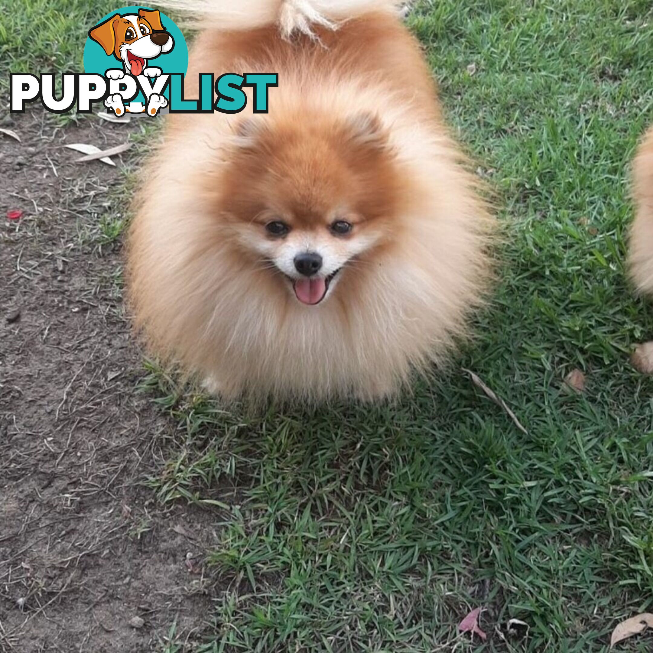 Pomeranian Pure Breed Male Stud. D.N.A proof provided and no genetic faults. Tiny.