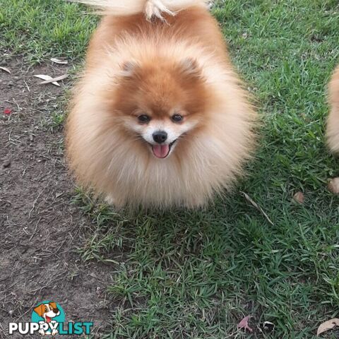 Pomeranian Pure Breed Male Stud. D.N.A proof provided and no genetic faults. Tiny.