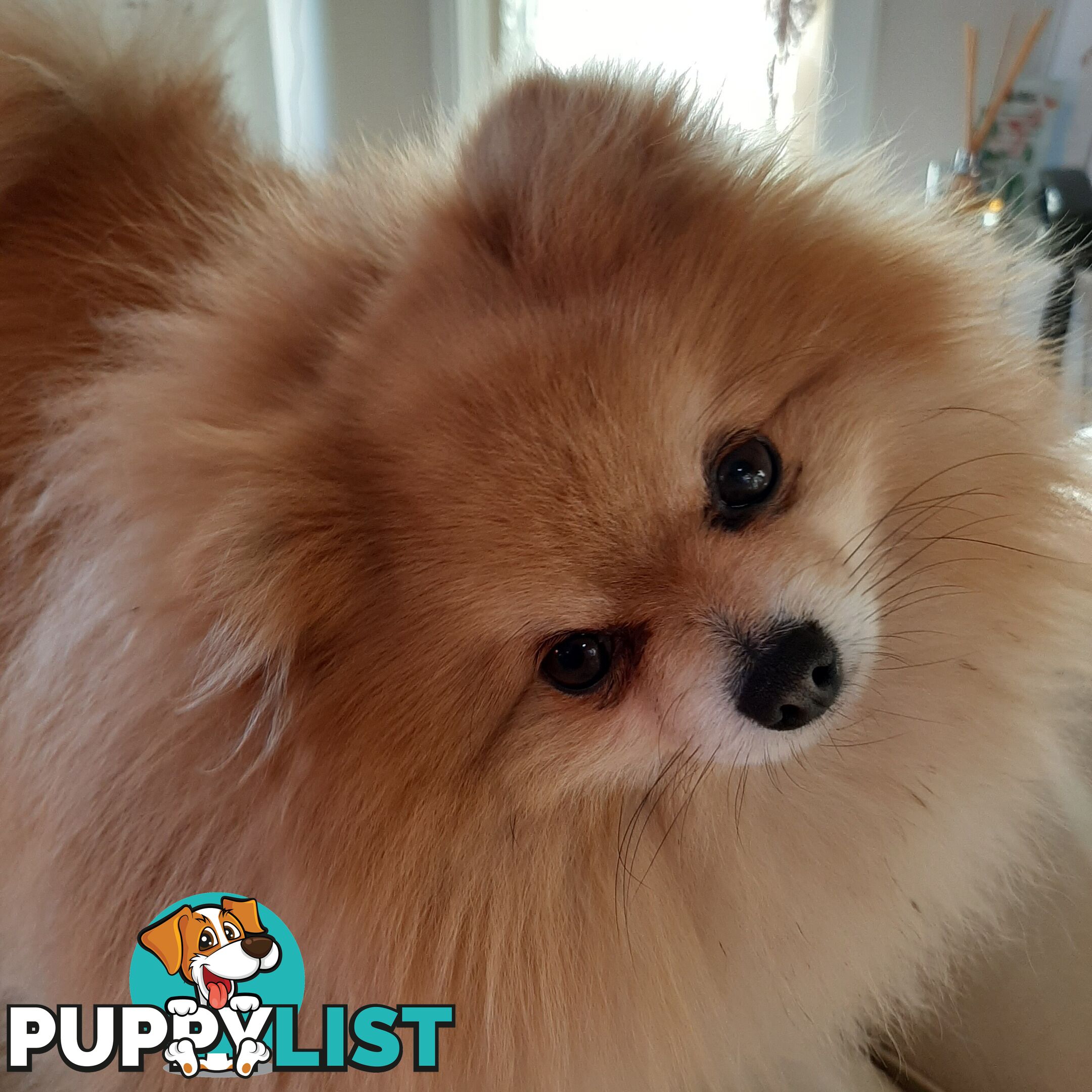 Pomeranian Pure Breed Male Stud. D.N.A proof provided and no genetic faults. Tiny.