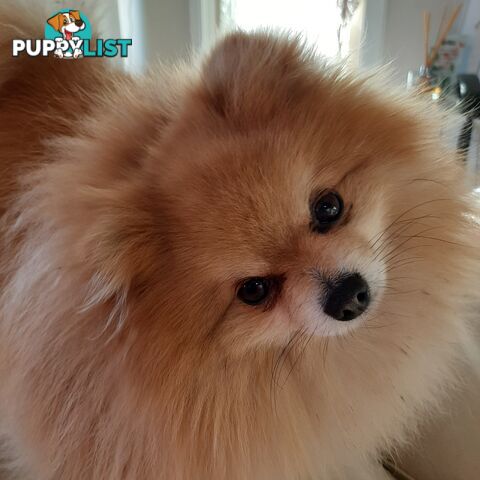 Pomeranian Pure Breed Male Stud. D.N.A proof provided and no genetic faults. Tiny.