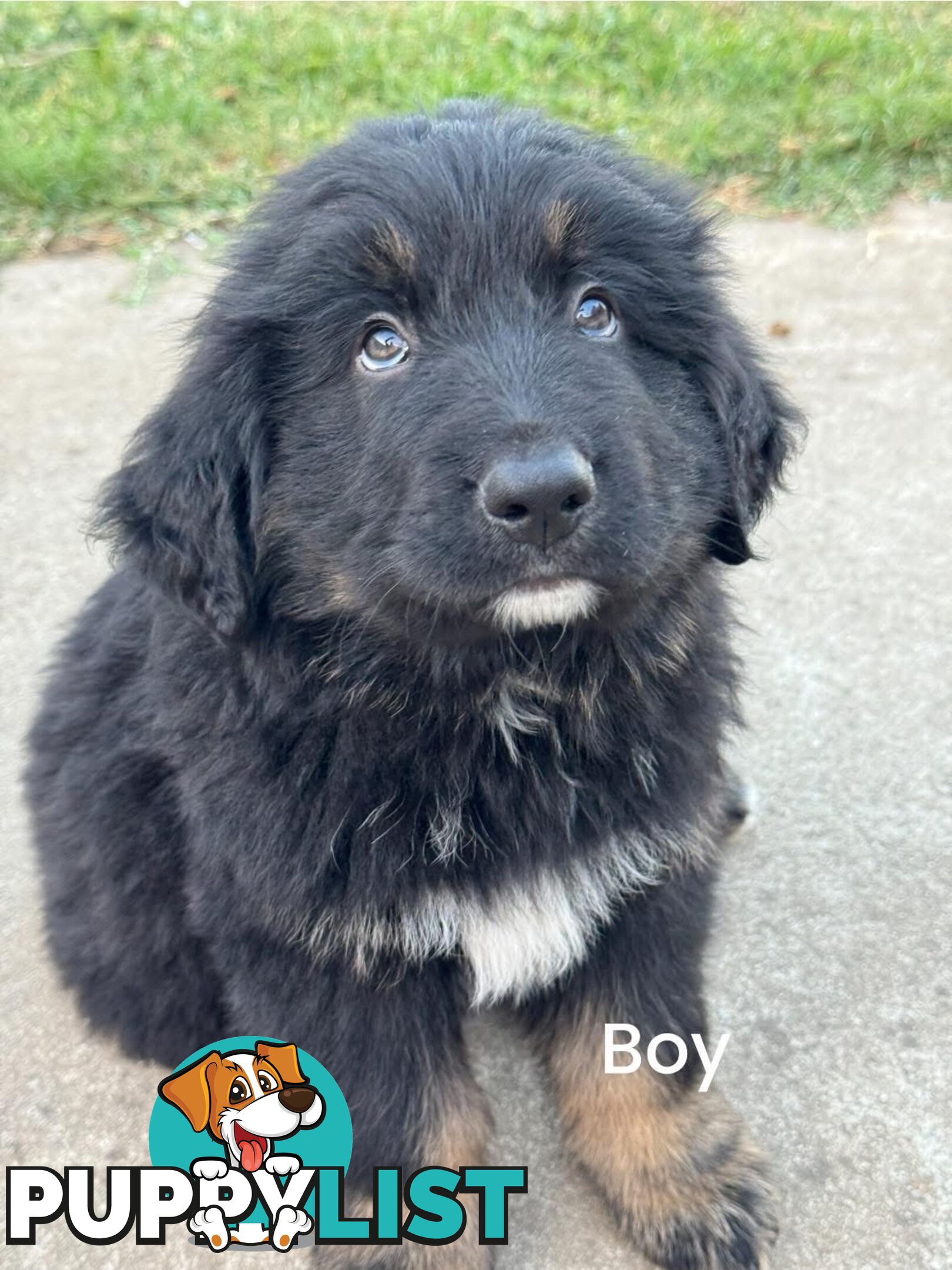 Bernese Mountain Dog x Black German Shepard Puppies