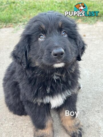 Bernese Mountain Dog x Black German Shepard Puppies