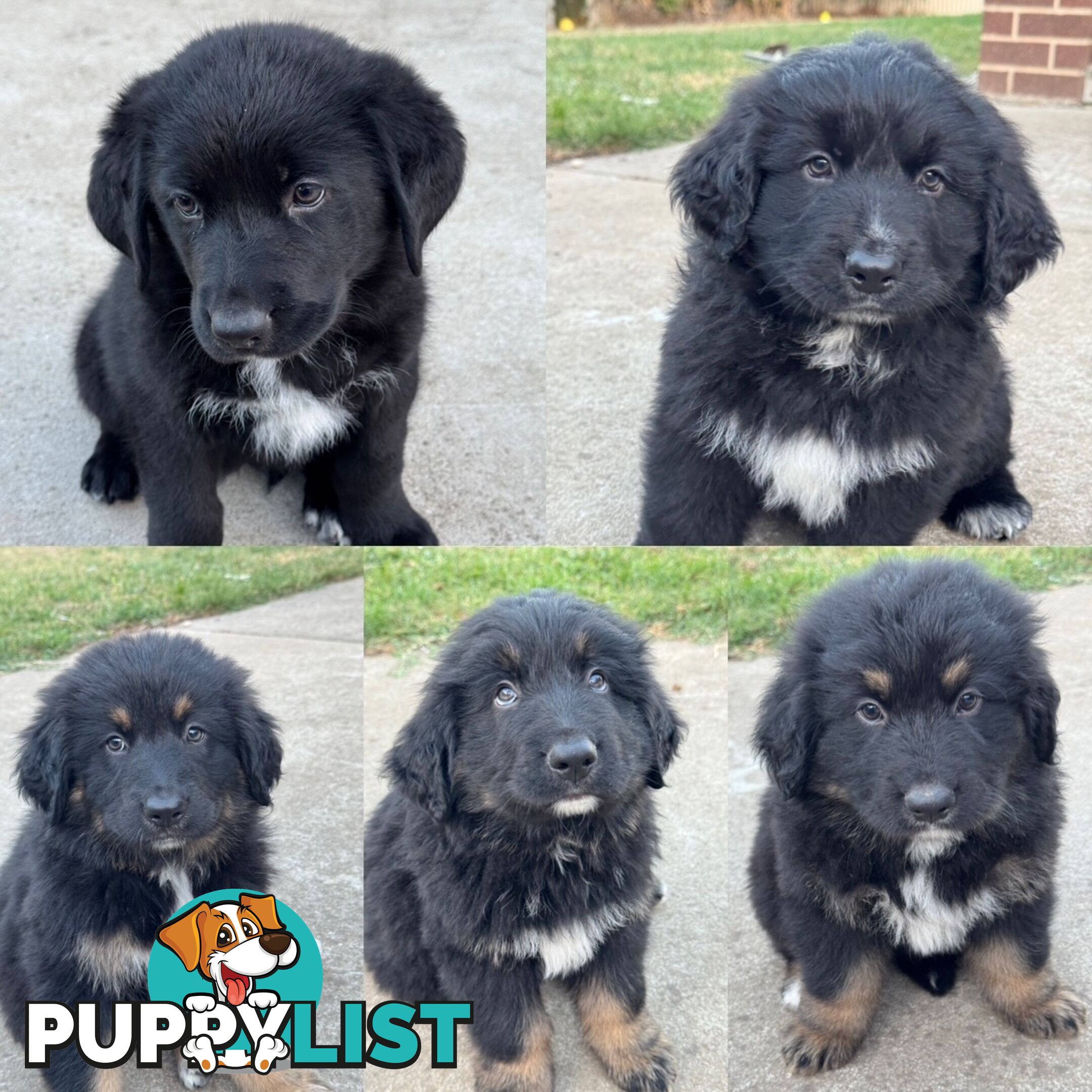 Bernese Mountain Dog x Black German Shepard Puppies