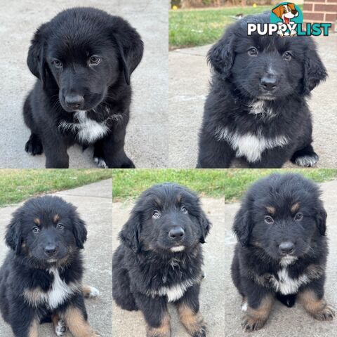 Bernese Mountain Dog x Black German Shepard Puppies