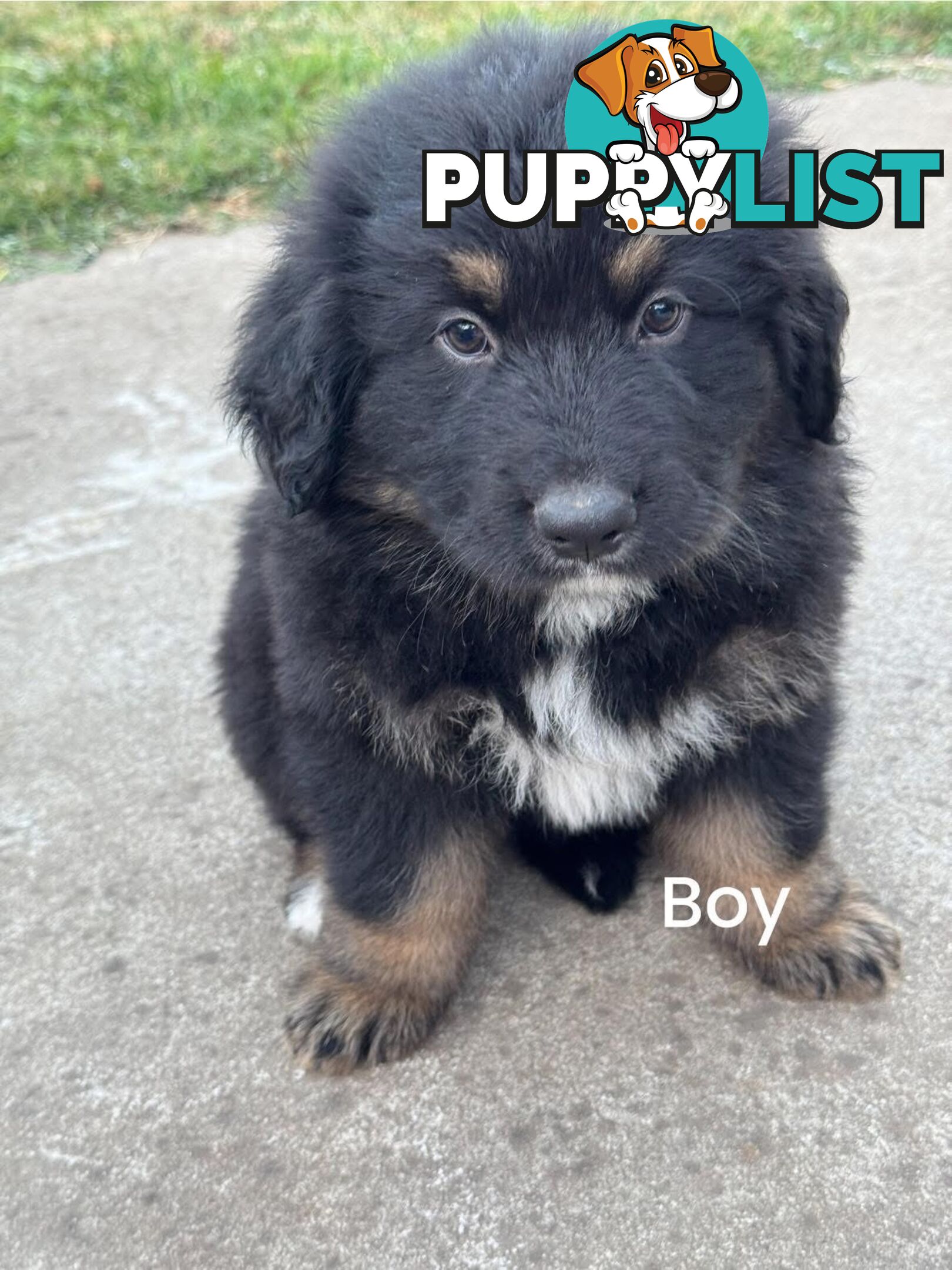 Bernese Mountain Dog x Black German Shepard Puppies