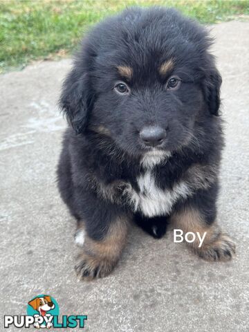 Bernese Mountain Dog x Black German Shepard Puppies