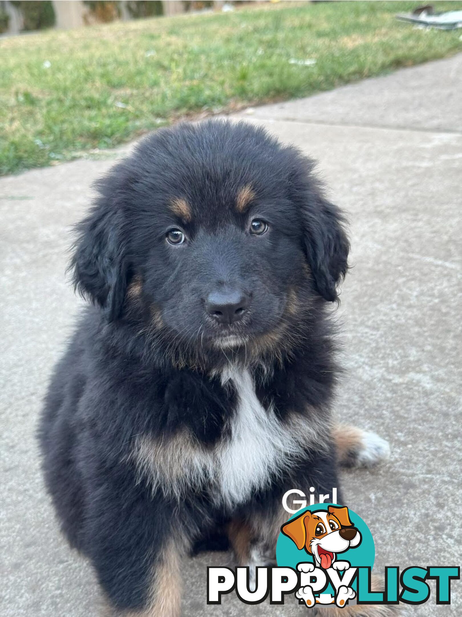 Bernese Mountain Dog x Black German Shepard Puppies