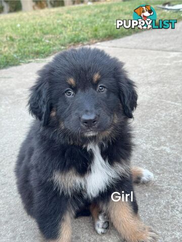 Bernese Mountain Dog x Black German Shepard Puppies