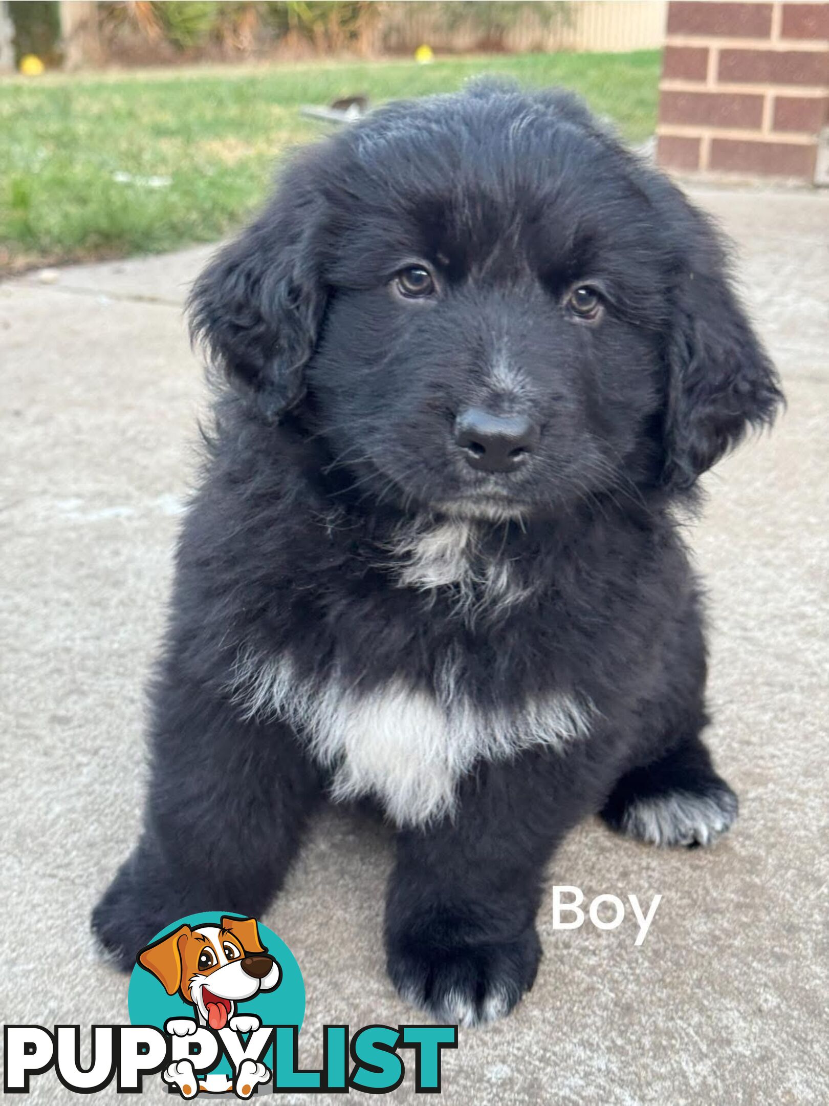 Bernese Mountain Dog x Black German Shepard Puppies