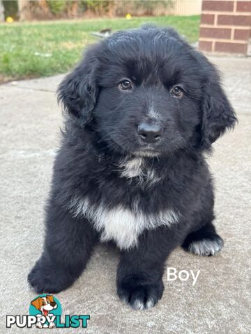 Bernese Mountain Dog x Black German Shepard Puppies