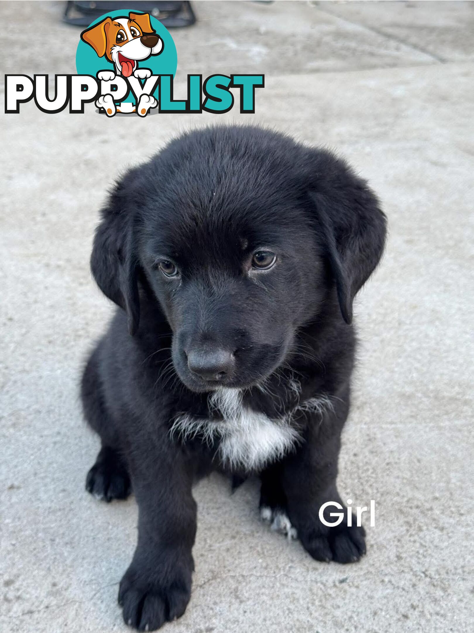 Bernese Mountain Dog x Black German Shepard Puppies