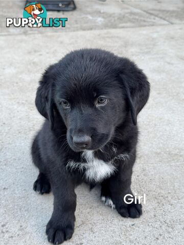 Bernese Mountain Dog x Black German Shepard Puppies