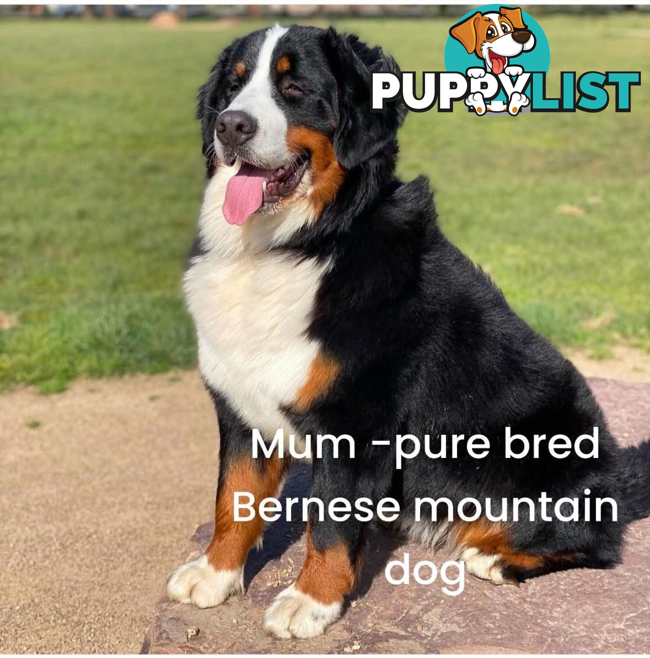 Bernese Mountain Dog x Black German Shepard Puppies