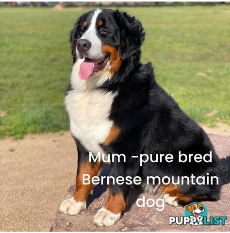 Bernese Mountain Dog x Black German Shepard Puppies